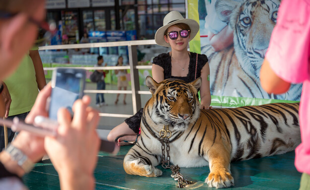 תיירים עם נמר תאילנד (צילום: jack_photo, shutterstock)
